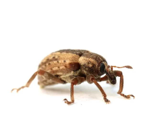 Alfalfa weevil adult