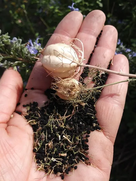 nigella seeds 2