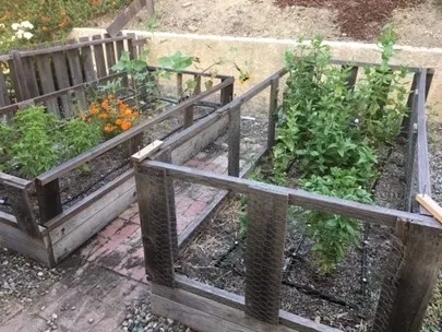 MB Cut flower garden