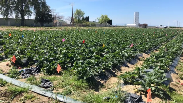 Strawberry study field