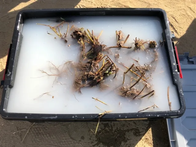 Abound-treated transplants