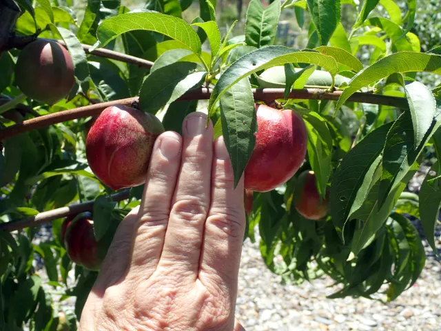 Correct spacing when thinning fruit
