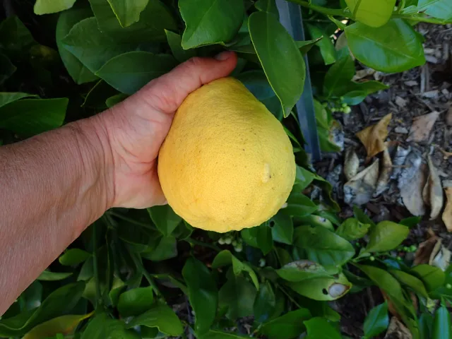 Pomelo