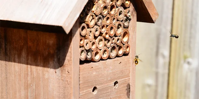 native bee house