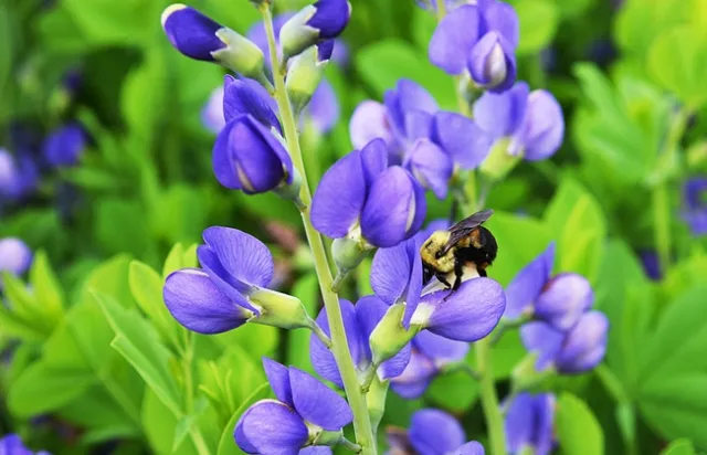 Baptisia australis Flower w Bee