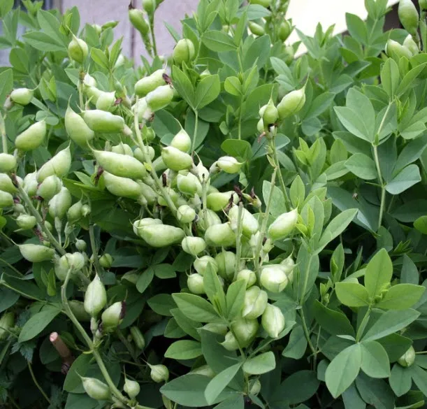 Baptisia Seed Pods