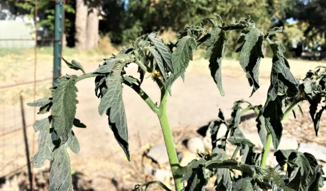 A tomato vine wilted from a freeze.