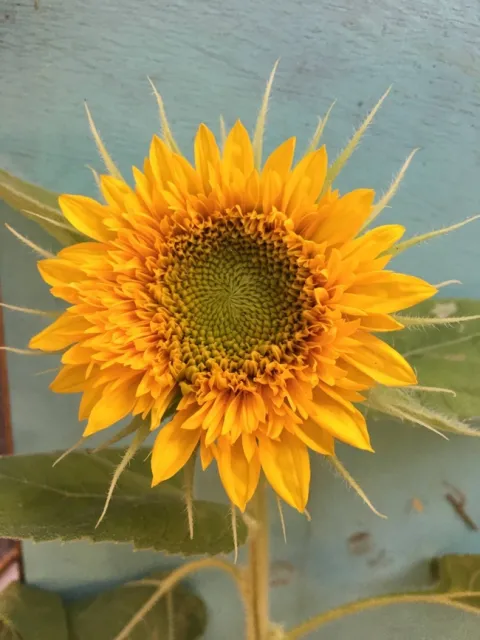 photos by Aysha Huerta