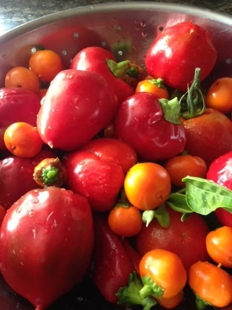 Fresh Peppers Whole(1)