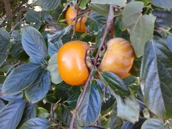 Fuyu persimmon
