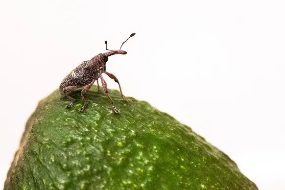 heilipus weevil