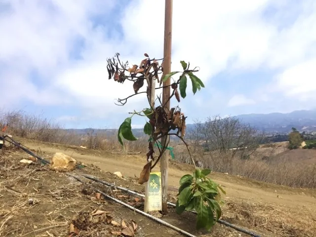 False chinch bug damage to tree