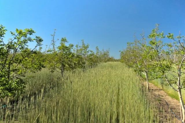 Photo 4. The rye cover crop in the basic cover crop treatment before cover crop termination, which occurred in late April 2020.