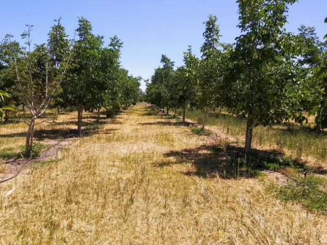Photo 5. Cover crop residue and rye regrowth in the basic cover crop treatment in late May 2020, approximately 4 weeks after cover crop termination.