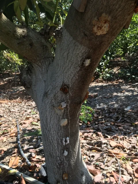 bacterial canker classic