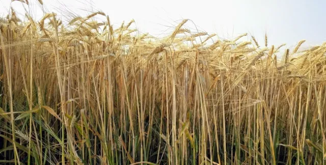 Malting Barley in the Tule Lake Basin