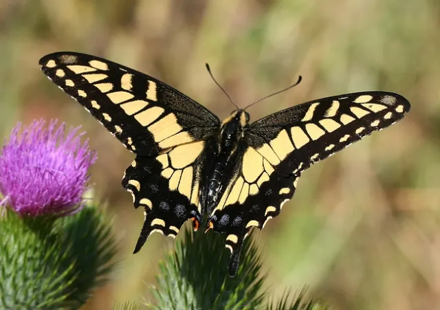 Anise swallowtail