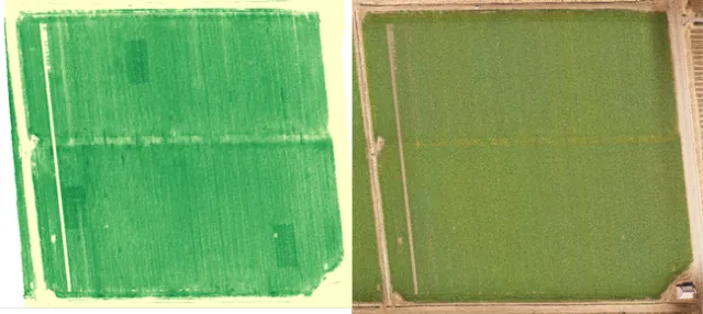 Figure 1. Demonstration site in Solano County on 2/20/20 showing crop N deficiency signal. The three N-rich reference zones appear in the NDRE measurement (on the left) but are not visible to the naked eye (RGB image on the right).