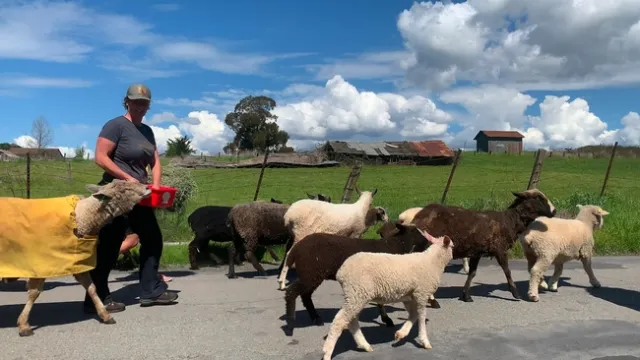 Sarah Keiser of Wild Oat Hollow in Sonoma County moves sheep for the Penngrove Grazing Project to graze her neighbors' pastures.