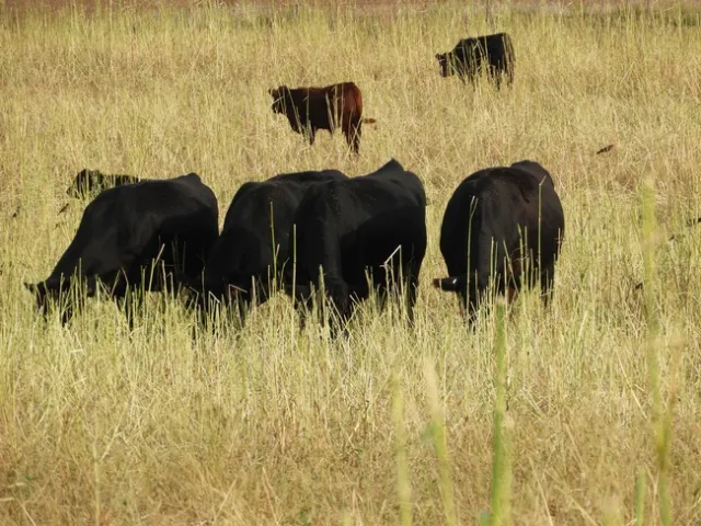 Cattle graze cover crops near Roscoe, South Dakota.
