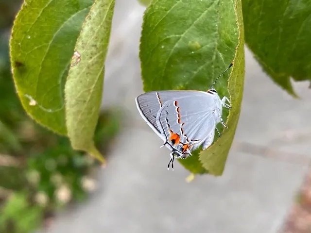 gray hairstreak side