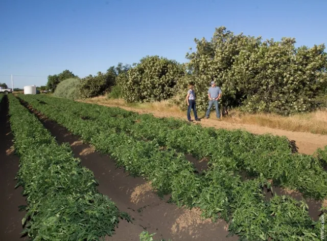 Woman and man standing near farm hedgerows