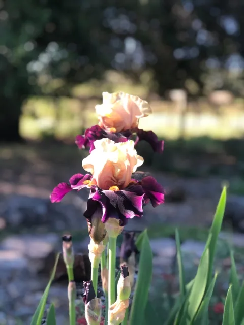 Iris