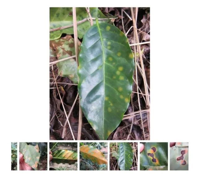 coffee leaf rust