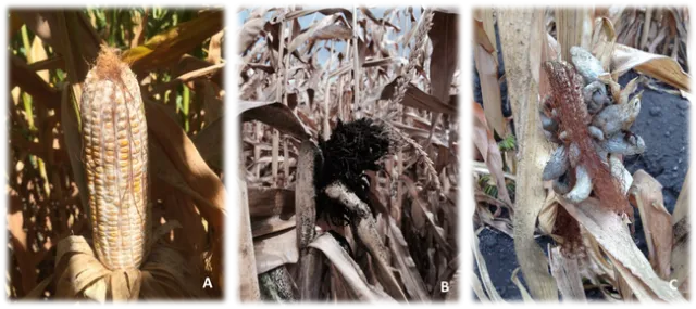 2020-10-28 Field corn variety trial figure 1