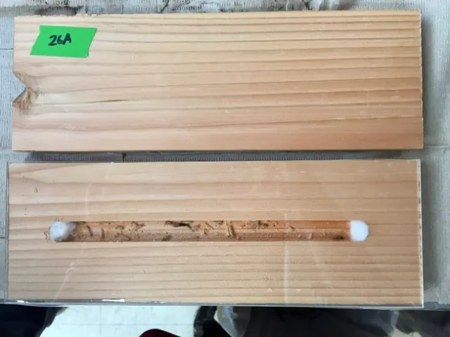 Pseudergate termites were place in wood blocks, which were sealed before being placed in the walls of the house.