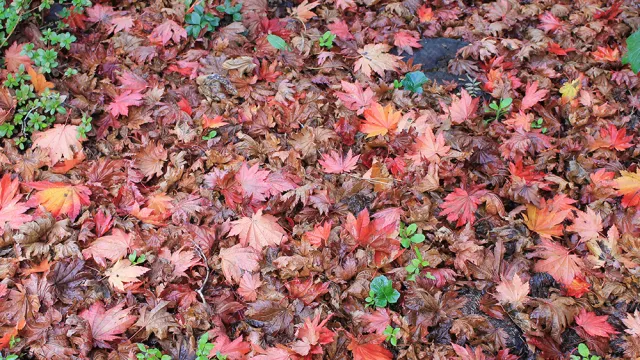 Allow leaves to decompose in the garden. Credit: Wikimedia Commons