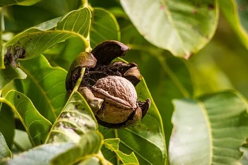 Walnut, ready to harvest
