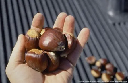Chestnuts