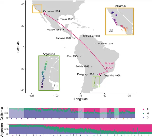 Map of hybrid zones in California and Argentina, with cartoon arrows depicting the two routes of scutellata-European hybrid honey bee invasion out of Rio Claro, São Paulo, Brazil. (Part of Erin Calfee research, published in PLOS Genetics.)