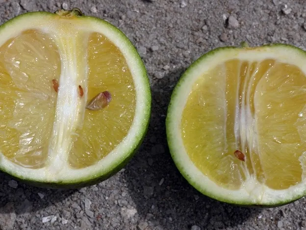 Symptoms of HLB infected fruit