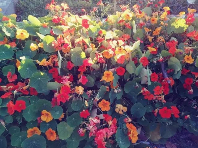 Nasturtiums