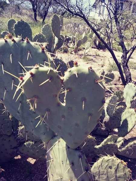 Finding your heart in the garden