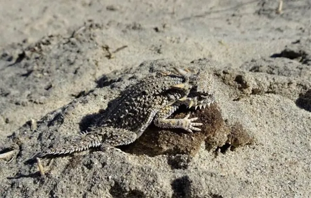 Flat-tailed horned lizard(Phrynosoma mcallii) sunning on a rock.