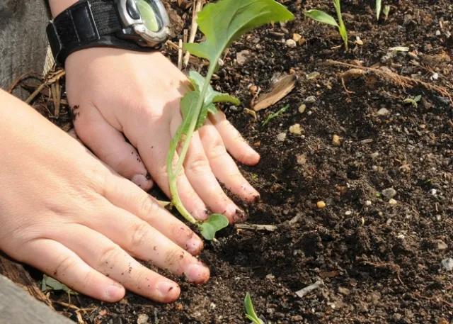 The UC Master Gardener Program can provide technical assistance to help home gardeners find resources for home soil testing. Photo: USDA