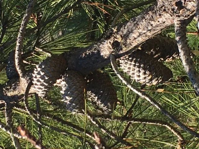 Photo by Linda Lewis Griffith