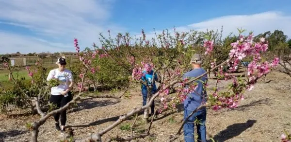 Three people, one in a white shirt and two in blue shirts, walk through a fruit tree orchard in bloom.