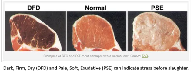 Effect of stress on meat