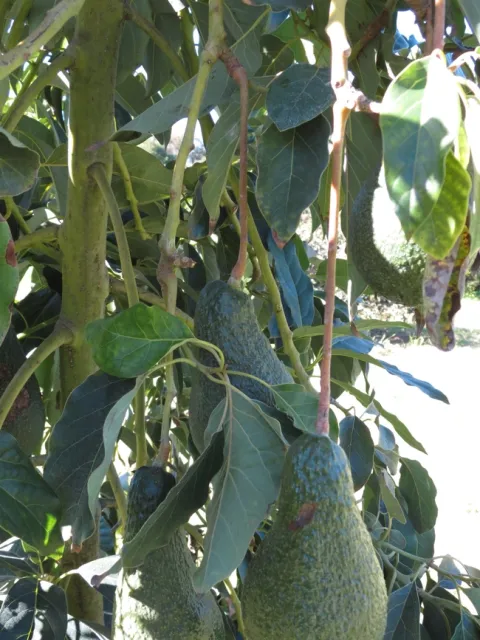 avocado stem damage frost