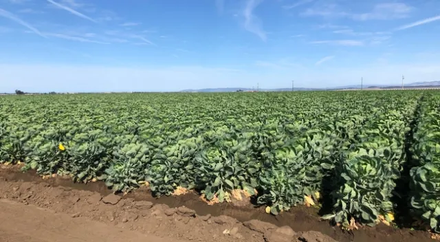 Brussels sprouts field