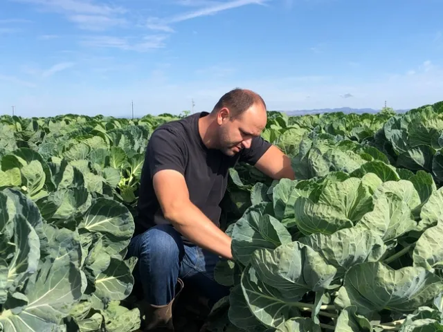 Tamas Zold taking counts