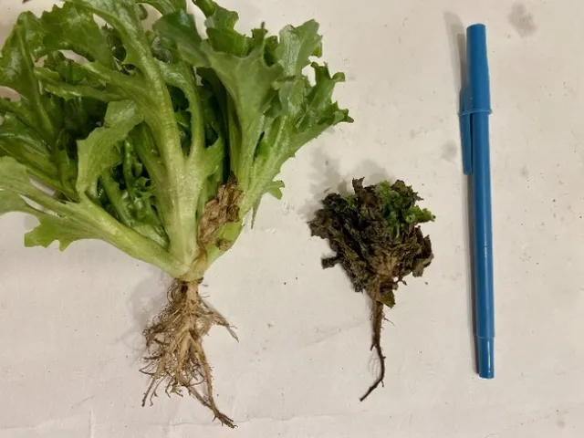 Photo 1 - Healthy plant.tif