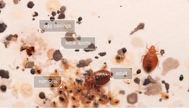 Both bed bug nymphs and adults feed on humans.