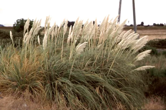Invasive pampasgrass (Credit: J DiTomaso)
