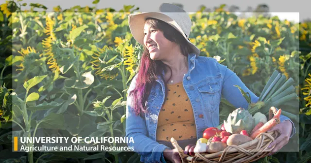 Woman in Sunflowers with Basket