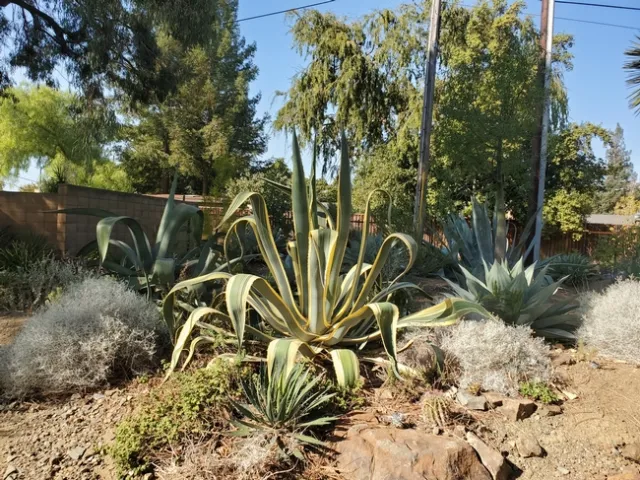 Gigantic Century Plants - photo by Paula Pashby